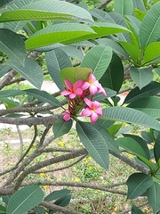 Plumeria rubra