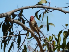 Haemorhous mexicanus