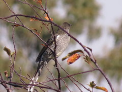 Anthochaera chrysoptera tasmanica