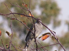 Anthochaera chrysoptera tasmanica