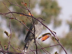 Anthochaera chrysoptera tasmanica