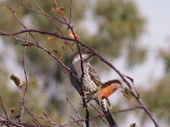 Anthochaera chrysoptera tasmanica