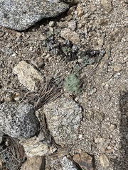 Lomatium foeniculaceum