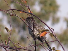 Anthochaera chrysoptera tasmanica