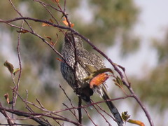 Anthochaera chrysoptera tasmanica