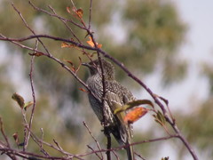 Anthochaera chrysoptera tasmanica