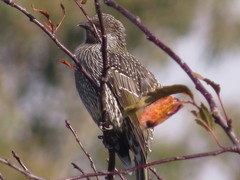 Anthochaera chrysoptera tasmanica