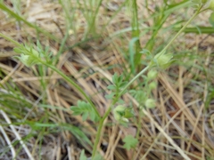 Polemonium micranthum