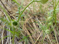 Polemonium micranthum
