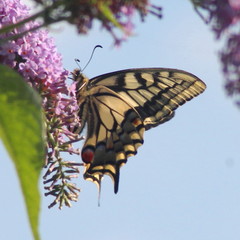 Papilio machaon britannicus
