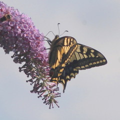 Papilio machaon britannicus