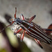 Coptomma lineata - Photo (c) Pete McGregor, algunos derechos reservados (CC BY-NC-ND), subido por Pete McGregor