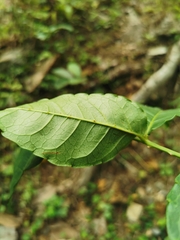 Zanthoxylum nitidum