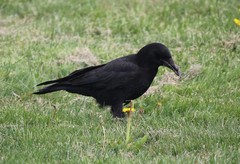 Corvus brachyrhynchos