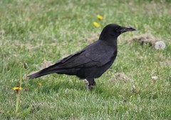 Corvus brachyrhynchos