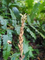 Erythrodes latifolia