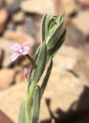 Epilobium torreyi