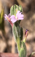 Epilobium torreyi