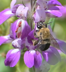 Habropoda tristissima