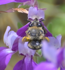 Habropoda tristissima