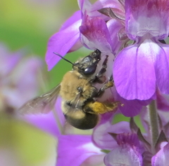 Habropoda tristissima