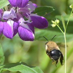 Habropoda tristissima