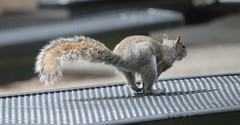 Sciurus carolinensis