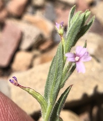 Epilobium torreyi