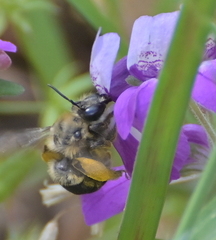 Habropoda tristissima