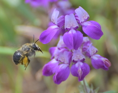 Habropoda tristissima