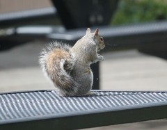 Sciurus carolinensis