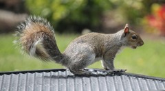 Sciurus carolinensis