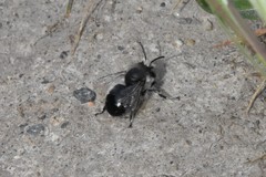 Anthophora pacifica