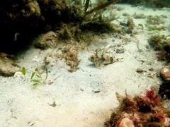 Centropogon australis