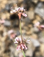 Eriogonum covilleanum