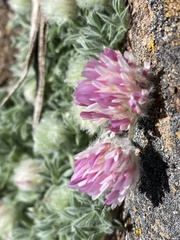 Trifolium andersonii