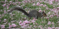 Sciurus carolinensis