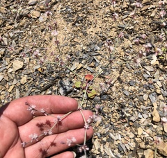 Eriogonum covilleanum
