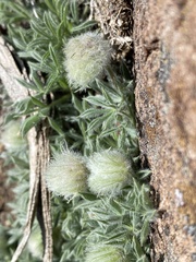 Trifolium andersonii