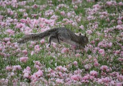 Sciurus carolinensis