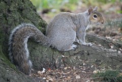 Sciurus carolinensis