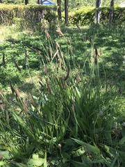 Plantago lanceolata