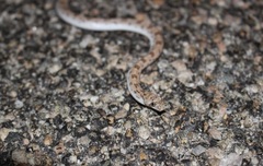 Phyllorhynchus decurtatus