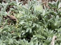 Trifolium andersonii