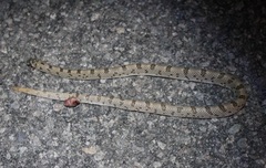 Phyllorhynchus decurtatus