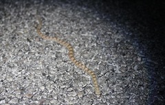 Phyllorhynchus decurtatus