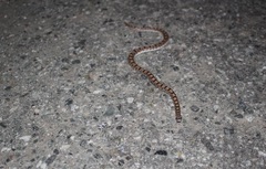 Phyllorhynchus decurtatus