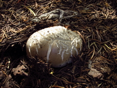 Handkea fumosa