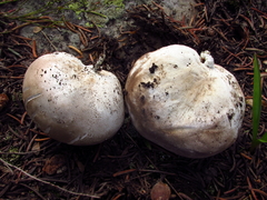 Handkea fumosa