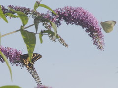 Papilio machaon britannicus
